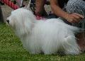 Coton de Tulear