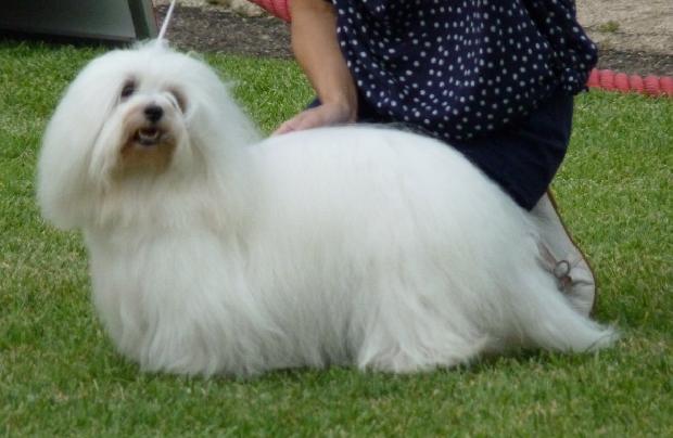 Coton de Tulear