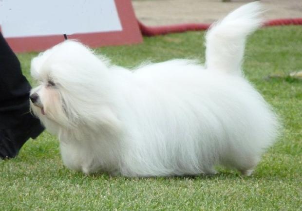 Coton de Tuléar