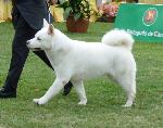 Cães