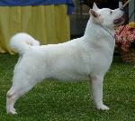 Akita Inu