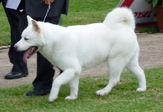Akita Inu