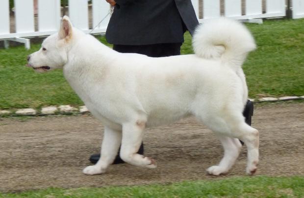 Akita Inu