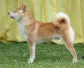 Shiba Inu