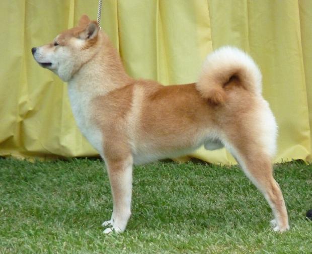 Shiba Inu