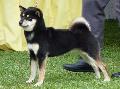 Shiba Inu