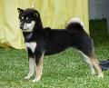 Shiba Inu