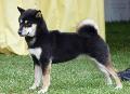Shiba Inu