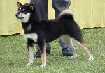 Cães