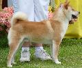 Shiba Inu