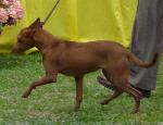 Cães