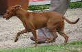 Podengo Andaluz