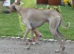 Cães