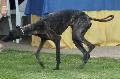 Galgo Árabe