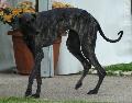 Galgo Árabe