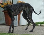 Cães