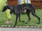 Cães
