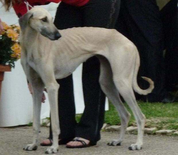 Galgo Árabe