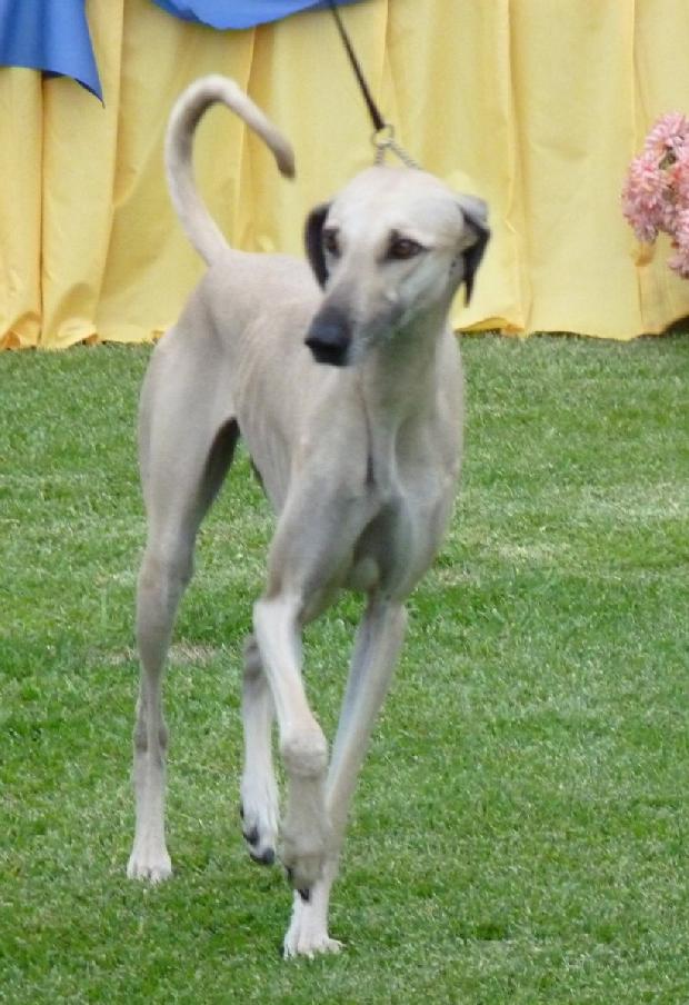 Galgo Árabe