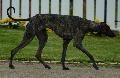 Galgo Árabe