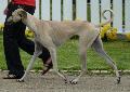Galgo Árabe