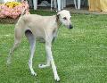 Galgo Árabe