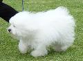 Bichon Bolonhês
