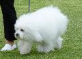 Bichon Bolonhês