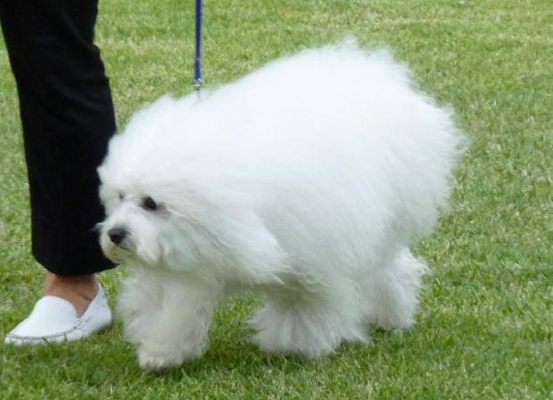 Bichon Bolonhês