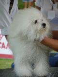 Bichon Bolonhês