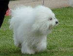 Cães