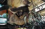 Cerca de 700 koalas abatidos por excesso de população 