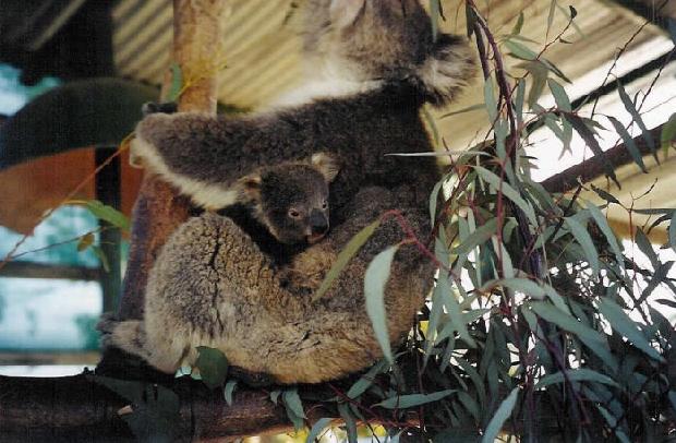 Koalas