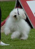 Bichon Bolonhês