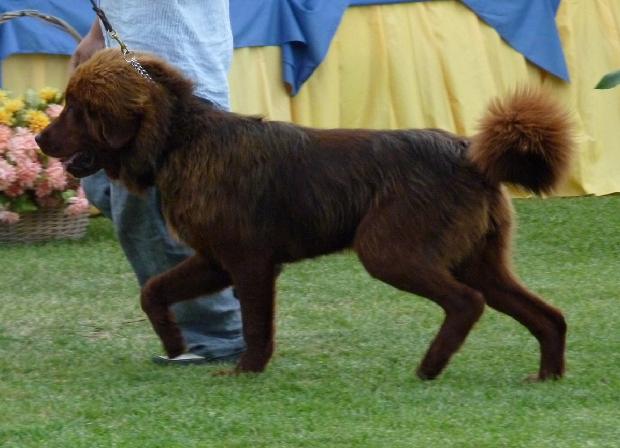 Dogue do Tibete