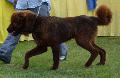 Dogue do Tibete