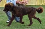 Cães