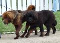 Dogue do Tibete