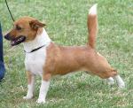Cães