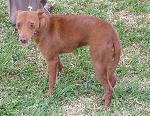 Cães