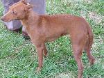 Cães