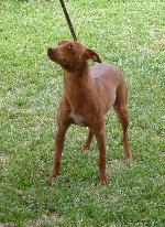 Cães