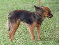 Pequeno Cão Russo
