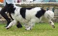Cão da Terra Nova