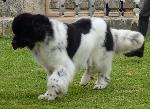Cães