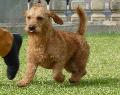 Basset Fauve de Bretagne