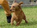 Basset Fauve de Bretagne