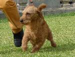 Cães