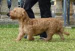 Cães