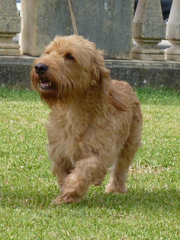 Basset Fauve de Bretagne